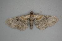 Eupithecia pyreneata