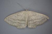 Scopula nigropunctata