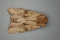 Apamea sublustris