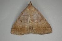 Zanclognatha lunalis