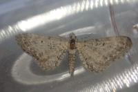 Eupithecia subfuscata