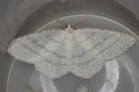 Cabera pusaria