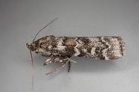 Dioryctria abietella