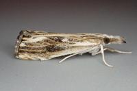 Catoptria verellus