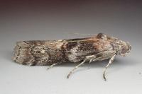 Phycita roborella
