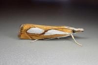 Catoptria pinella