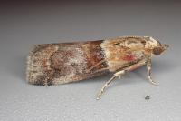 Acrobasis repandana