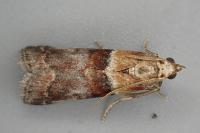 Acrobasis repandana