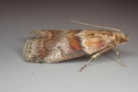 Acrobasis repandana