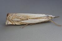 Crambus uliginosellus
