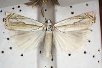 Crambus uliginosellus