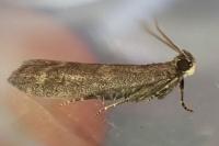 Eccopisa effractella