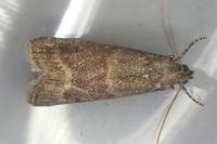 Eccopisa effractella