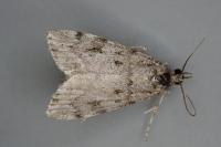 Scoparia subfusca