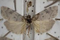 Scoparia subfusca