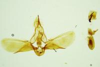 Scoparia subfusca