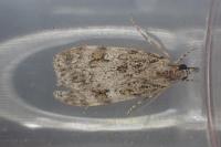 Scoparia basistrigalis