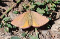 Lythria purpuraria