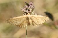 Idaea ochrata