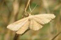 Idaea ochrata