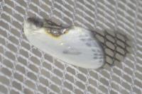 Cilix glaucata/hispanica