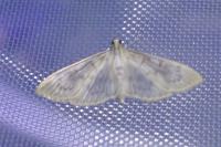 Patania ruralis