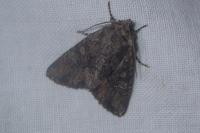 Mniotype solieri