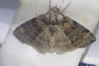 Cymatophorina diluta