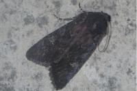 Aporophyla nigra