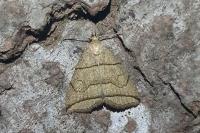 Herminia grisealis