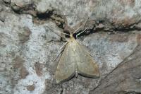 Anania terrealis