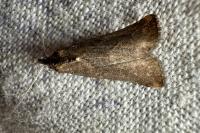 Schrankia costaestrigalis