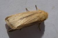 Sesamia nonagrioides