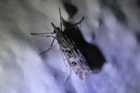 Eudonia angustea