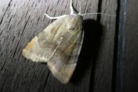 Noctua janthe/janthina