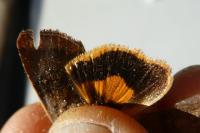 Noctua janthe/janthina