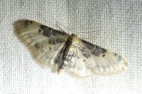 Idaea filicata