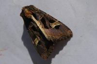 Trigonophora flammea