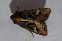 Trigonophora flammea