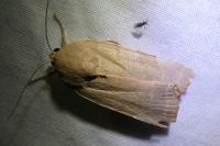 Noctua fimbriata/tirrenica