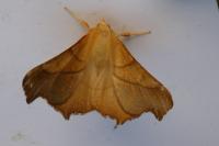 Ennomos fuscantaria