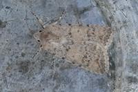Caradrina clavipalpis