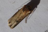 Axylia putris