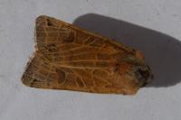 Anchoscelis lunosa