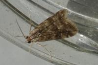 Hellula undalis