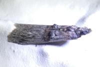 Nephopterix angustella