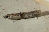 Nephopterix angustella