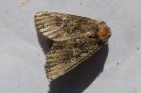 Mniotype solieri/occidentalis