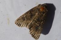 Mniotype solieri/occidentalis