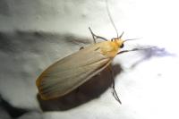 Katha depressa